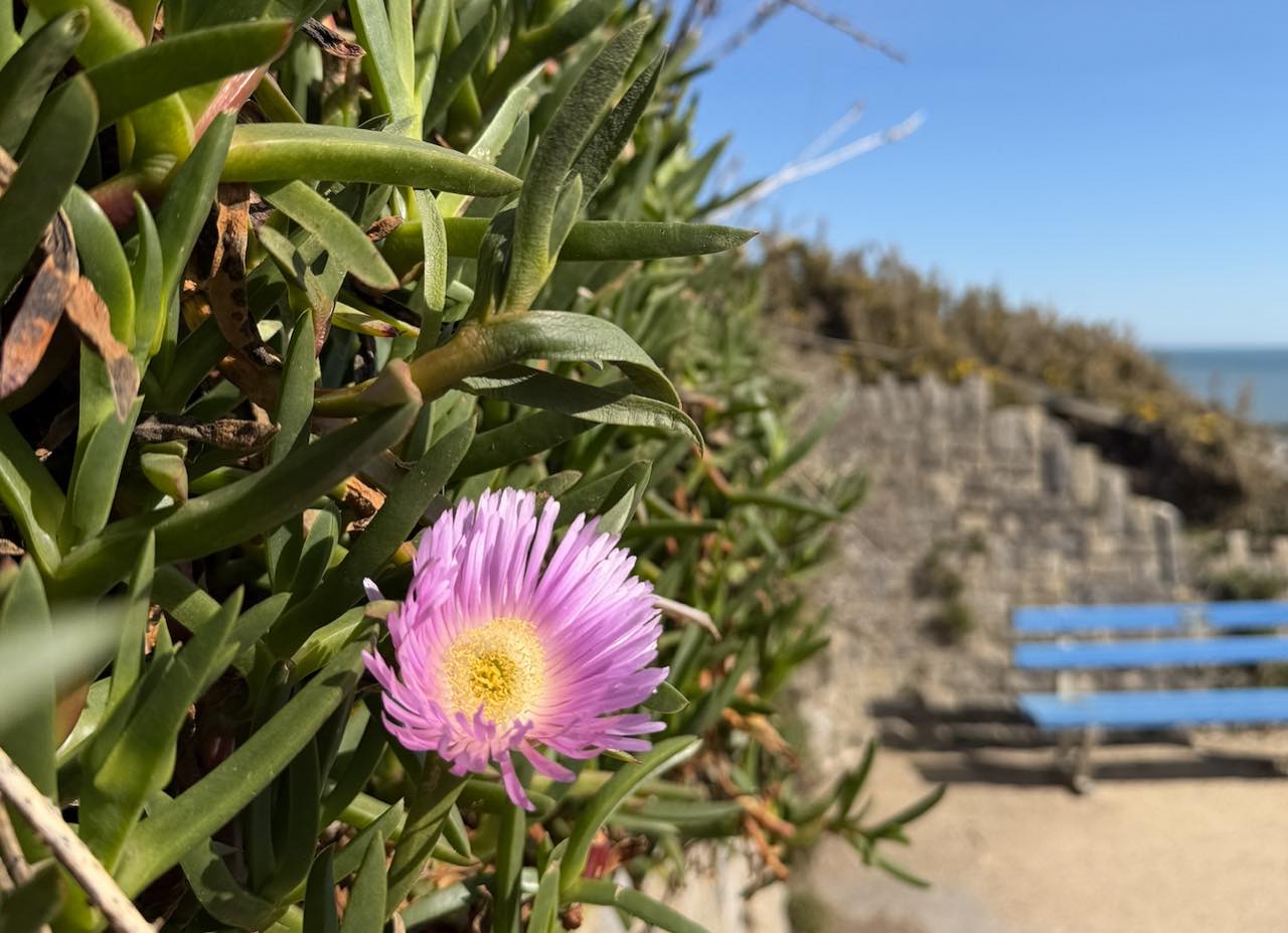 A lavender-pink aster flowering among green succulent leaves on the Southbourne cliff top, a blue bench and the sea blurred behind.